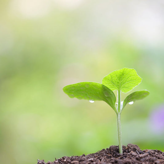How Showery Is Committed to Sustainability - Showery